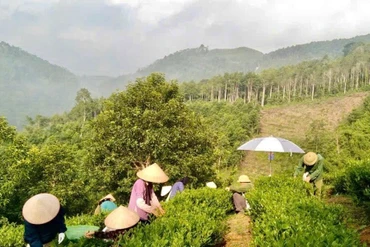 Hiệu quả từ cây chè tại xã Chu Hương