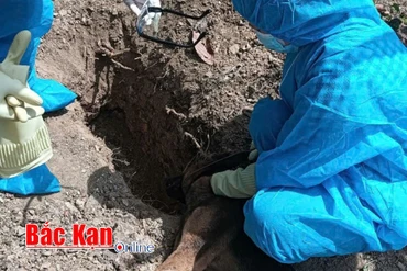 Tiêu huỷ chó nhiễm vi rút dại tại thị trấn Vân Tùng