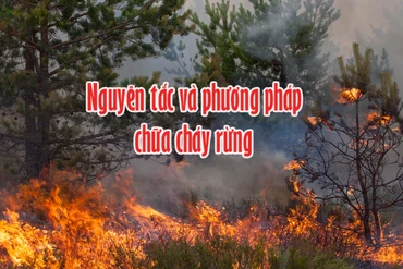 Chung tay bảo vệ rừng mùa nắng nóng