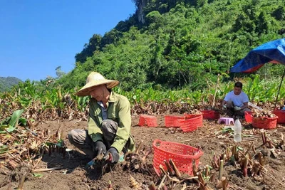 Na Rì: Dong riềng được giá nhưng vẫn khó tăng diện tích