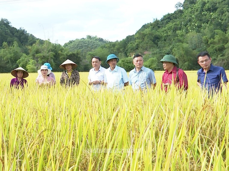 Sở Nông nghiệp và Phát triển nông thôn và UBND huyện Chợ Đồn cùng các hộ dân tham gia Hội thảo mô hình liên kết sản xuất lúa chất lượng theo hướng hữu cơ.