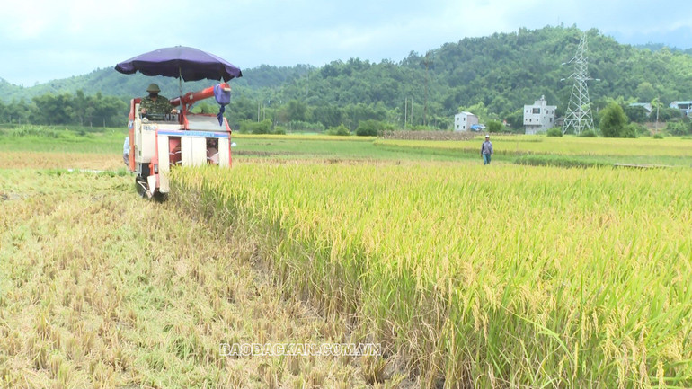 Bà con xã Đồng Thắng thu hoạch lúa Bao thai.