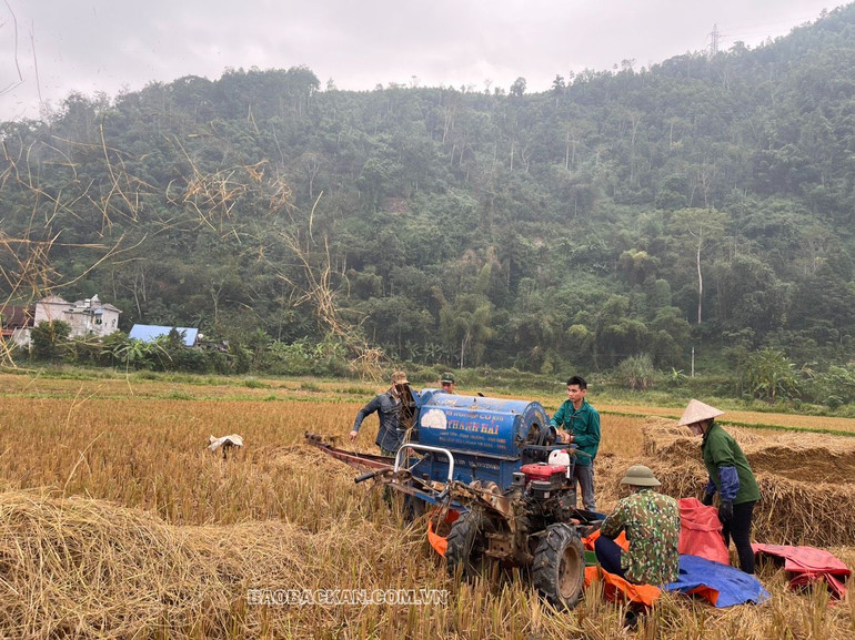 Nông dân xã Phương Viên (Chợ Đồn) thu hoạch lúa Bao thai.