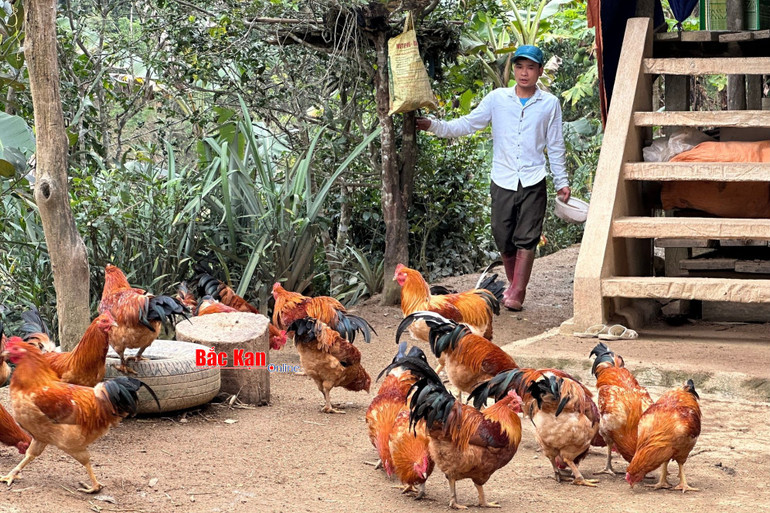 Từ nuôi gà trống thiến đã giúp gia đình anh Kiên có thêm nguồn thu nhập.