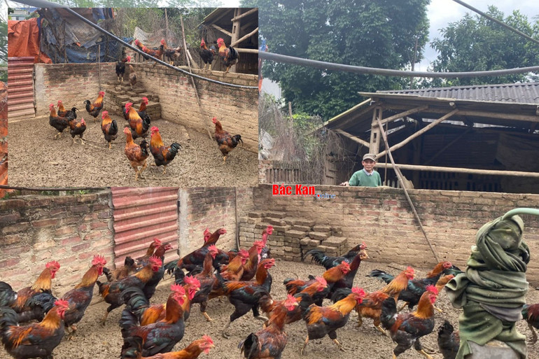 Gà trống thiến lai chọi của gia đình ông Sơn.