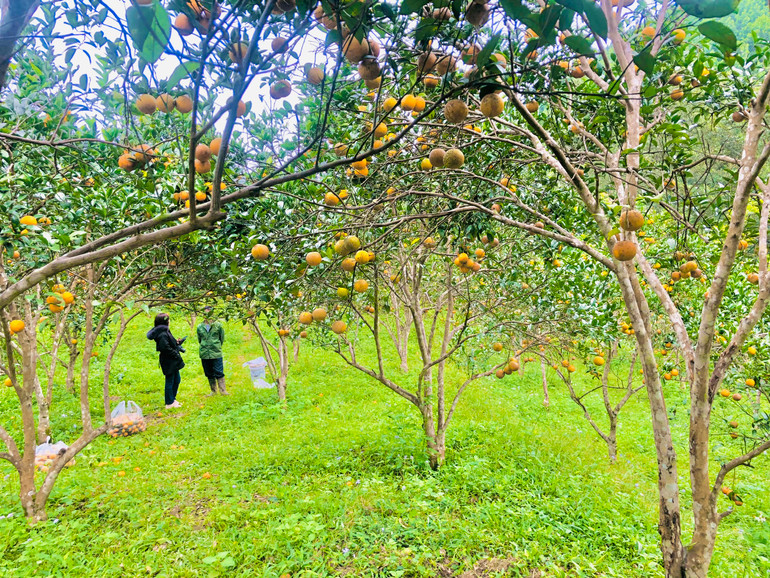 Nông nghiệp vẫn là ngành kinh tế mũi nhọn, được huyện Na Rì tập trung phát triển trong nửa cuối nhiệm kỳ Đại hội Đảng bộ huyện. Nông nghiệp vẫn là ngành kinh tế mũi nhọn, được huyện Na Rì tập trung phát triển trong nửa cuối nhiệm kỳ Đại hội Đảng bộ huyện.