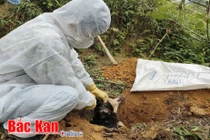 Phát hiện ổ dịch bệnh chó dại tại xã Yến Dương 