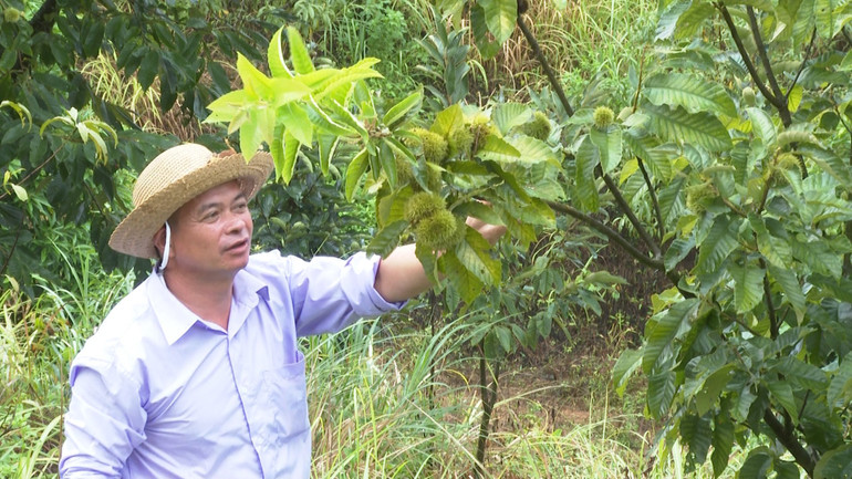 Ông Nông Văn Cường ở thôn Quan Làng, xã Đức Vân (Ngân Sơn) đã trồng được hơn 2ha dẻ. 547_6517.MXF.01_05_55_06.Still001.jpg