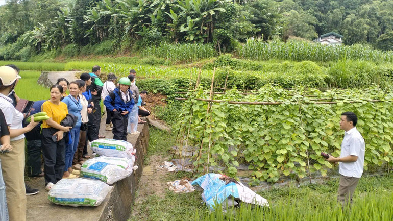 Mô hình trồng dưa chuột tại xã Tân Tú (Bạch Thông) được các địa phương đến tham quan, học tập kinh nghiệm. z6693239109877-f1aea269389eb75c6114bca03c074bfd.jpg