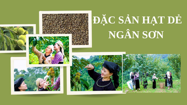 Năm nay, hạt dẻ được mùa và giá vẫn được giữ ổn định nên người dân rất phấn khởi. Green Collage Happy Wedding Video.jpg