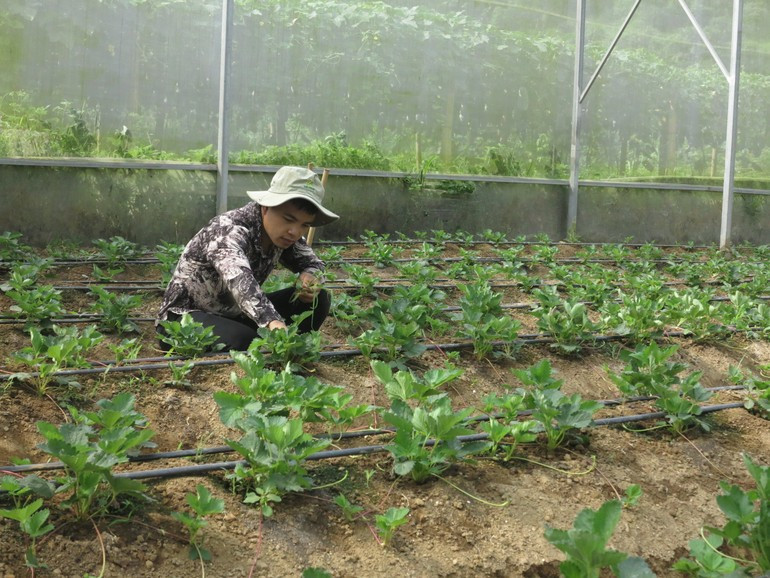 HTX Nông nghiệp công nghệ cao Thành Đạt (Ngân Sơn) ứng dụng công nghệ nhà kính và hệ thống phun tưới nước tự động. 442.jpg