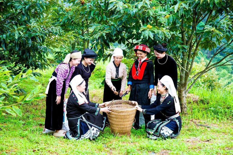 Thu hoạch hạt dẻ tại thôn Nặm Làng, xã Đức Vân, huyện Ngân Sơn. z5836069870422_54a7c05d2f2b95185b0fd374123d9efe.jpg