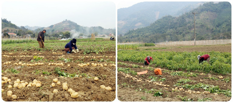 Bà con nông dân huyện Bạch Thông thu hoạch khoai tây. anh-3-1-1536x679.jpg