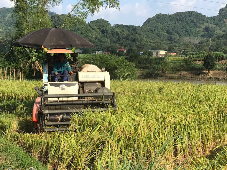 Người dân thu hoạch lúa mùa tại xã Cao Kỳ (Chợ Mới). z6004952667699-efb9ecb6c739a4ad05d8edcacf52c4f7.jpg