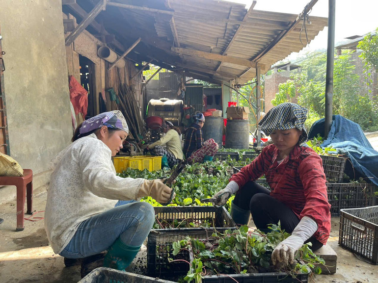 HTX nông nghiệp công nghệ cao Thành Đạt, xã Hiệp Lực (Ngân Sơn) tập trung khắc phục hậu quả thiên tai, khôi phục lại sản xuất. z5895837835550-20ad52f092c0dd9f1f90bd6b720c6825-8580.jpg