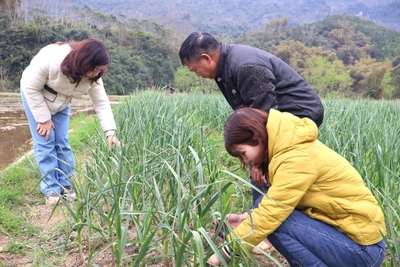 Chợ Đồn khôi phục sản xuất từ mô hình trồng tỏi