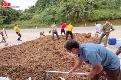 Sử dụng bã dong riềng làm phân hữu cơ và thức ăn chăn nuôi: "Lợi ích kép"