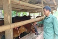Mô hình chăn nuôi bò lai an toàn, khép kín