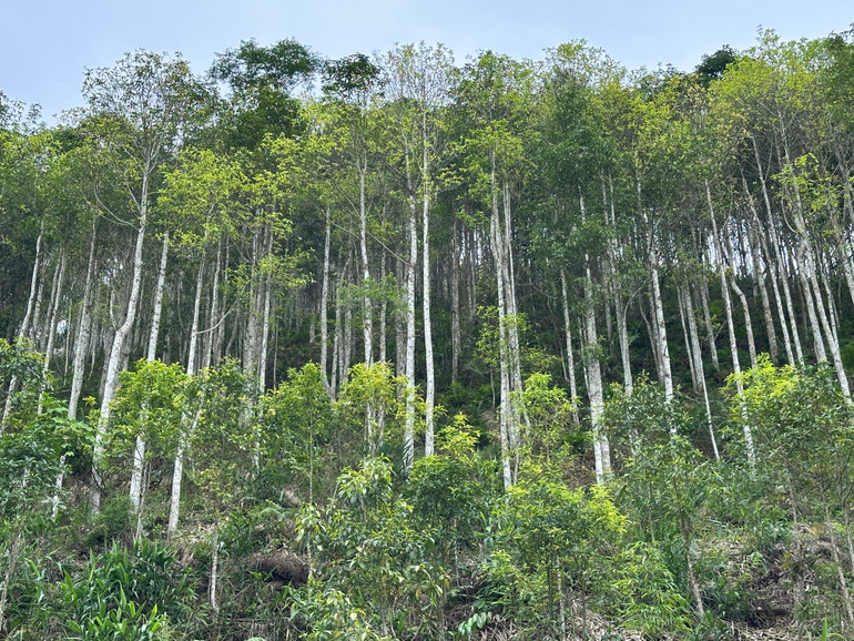 Diện tích đất rừng sẽ thu hồi để xây dựng tuyến cao tốc. img-1490.jpg