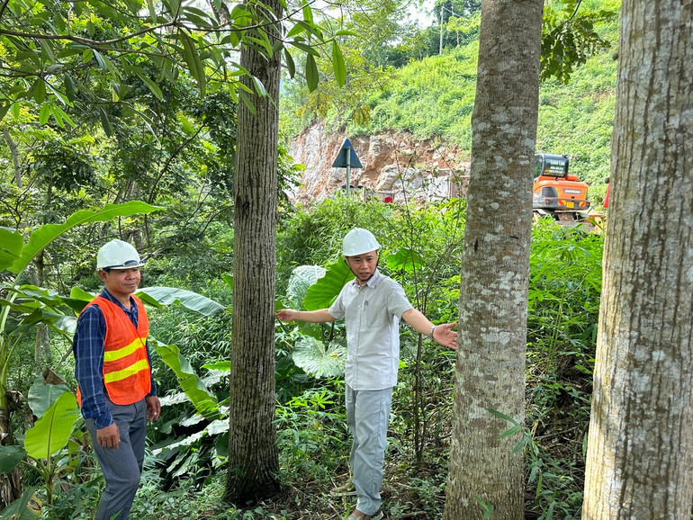Những cây thân gỗ trồng ven đường khá lớn, người dân đề nghị được đền bù. 0e8bc60b2dee8bb0d2ff.jpg