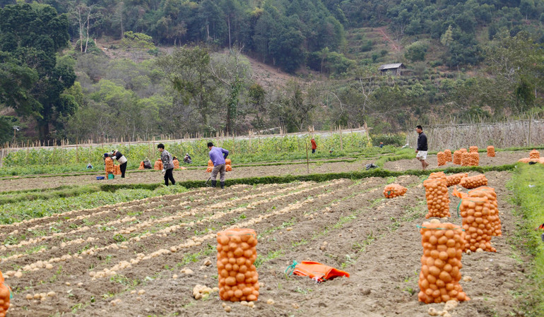 Nhiều Dự án hỗ trợ đa dạng hóa sinh kế khởi động đã góp phần nâng cao thu nhập người dân. 02mt.jpg