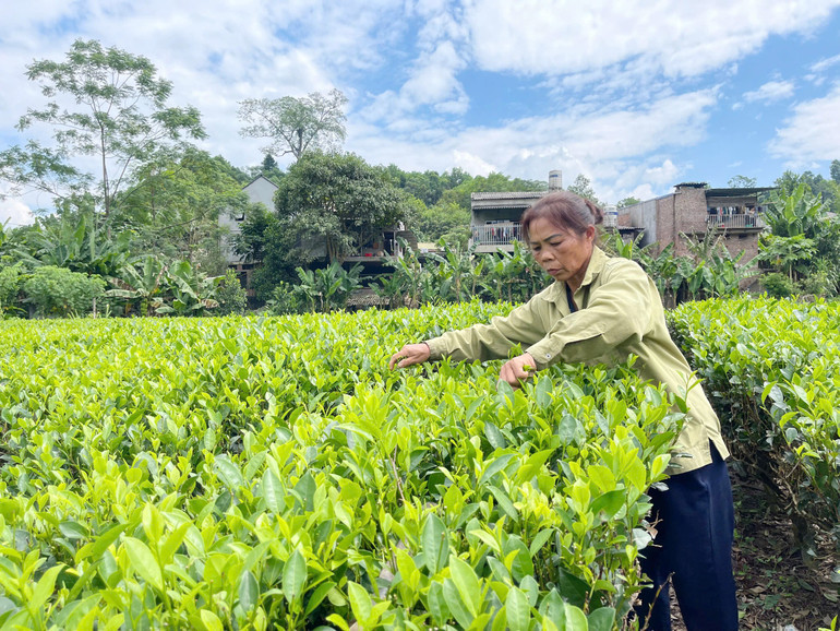 Xã Mỹ Phương (Ba Bể) nâng cao chất lượng và giá trị cây chè. 99976.jpg