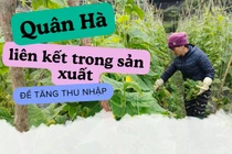 Quân Hà liên kết sản xuất để tăng thu nhập