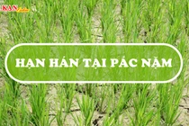 Nhiều diện tích cây trồng ở Pác Nặm bị ảnh hưởng do nắng nóng kéo dài