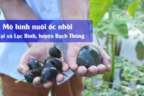 Thu nhập trăm triệu đồng từ mô hình nuôi ốc