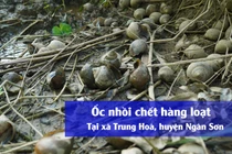 Người nuôi ốc “mất trắng” chỉ trong một đêm