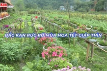 Bắc Kạn rực rỡ mùa hoa Tết