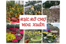 Rực rỡ sắc màu chợ hoa xuân Bắc Kạn