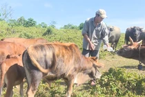 Để an toàn dịch bệnh cho đàn vật nuôi 