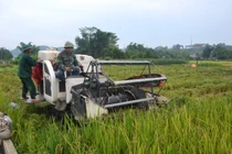 Thu hoạch lúa sớm “Xanh nhà hơn già đồng”