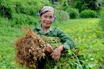 Tiềm năng kinh tế từ giống lạc đỏ bản địa tại Bắc Kạn