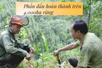 Chủ động theo dõi thời tiết, bám sát thời vụ trồng rừng