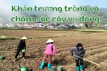 Nông dân xuống đồng sản xuất vụ đông