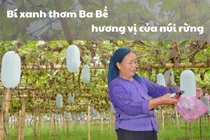 Bí xanh thơm, sản vật núi rừng Bắc Kạn