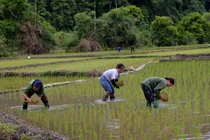 Bắc Kạn hoàn thành gieo cấy lúa mùa