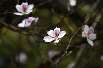 Dự báo thời tiết tháng 3: Miền Bắc có nhiều ngày nồm ẩm