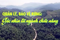 Quản lý, bảo vệ rừng: Góc nhìn từ ngành chức năng