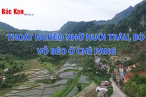 Thoát nghèo nhờ nuôi trâu, bò vỗ béo ở Chẻ Pang