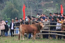 Chọi bò – nét văn hóa đặc sắc của đồng bào dân tộc Mông xã Xuân Lạc