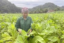 Nông dân phấn khởi vì cây nguyên liệu thuốc lá được mùa, được giá