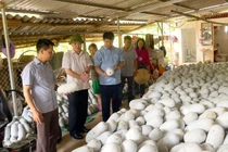 Đồng chí Nông Quang Nhất, Phó Chủ tịch UBND tỉnh kiểm tra tình hình kinh tế - xã hội tại Ba Bể