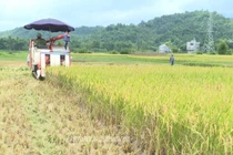 Nâng cao giá trị sản phẩm gạo Bao thai Chợ Đồn