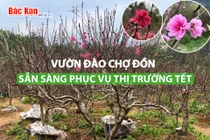 Vườn đào Chợ Đồn sẵn sàng phục vụ thị trường Tết