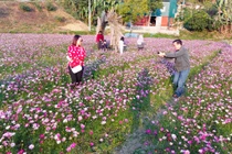 Những vườn hoa nở rộ thu hút du khách