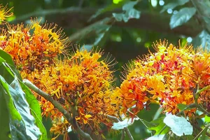 Hoa vàng anh "nhuộm vàng" Bản Mây