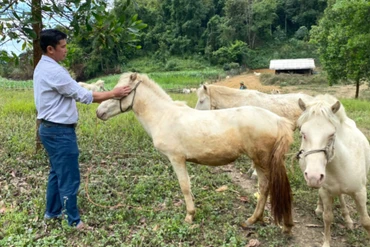 Khai thác giá trị kinh tế từ nuôi ngựa bạch